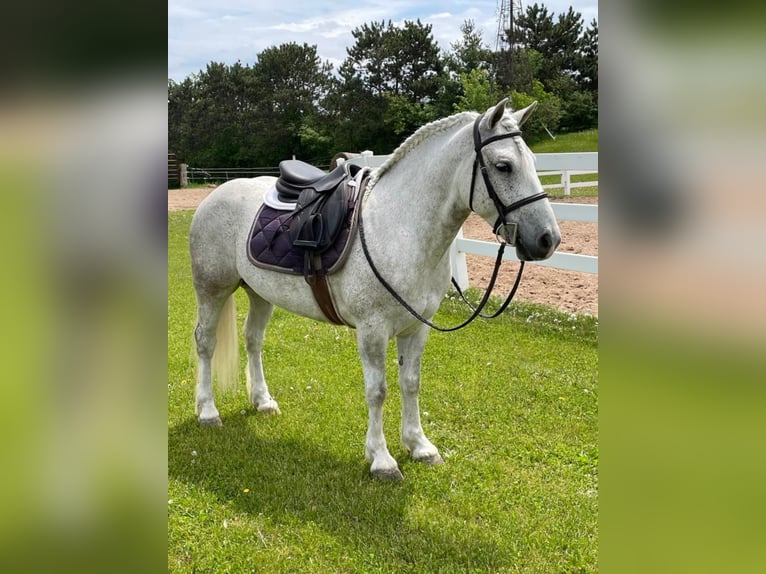 Cob Irlandese / Tinker / Gypsy Vanner Castrone 8 Anni Grigio pezzato in Stillwater MN