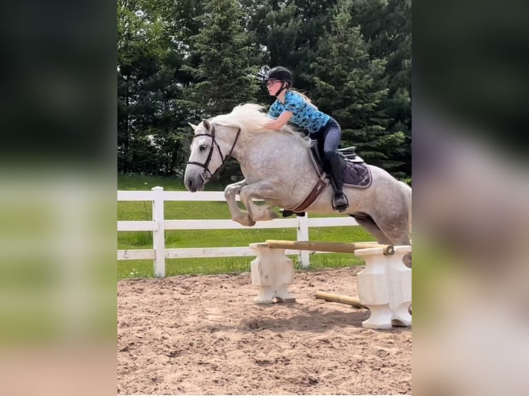 Cob Irlandese / Tinker / Gypsy Vanner Castrone 8 Anni Grigio pezzato in Stillwater MN