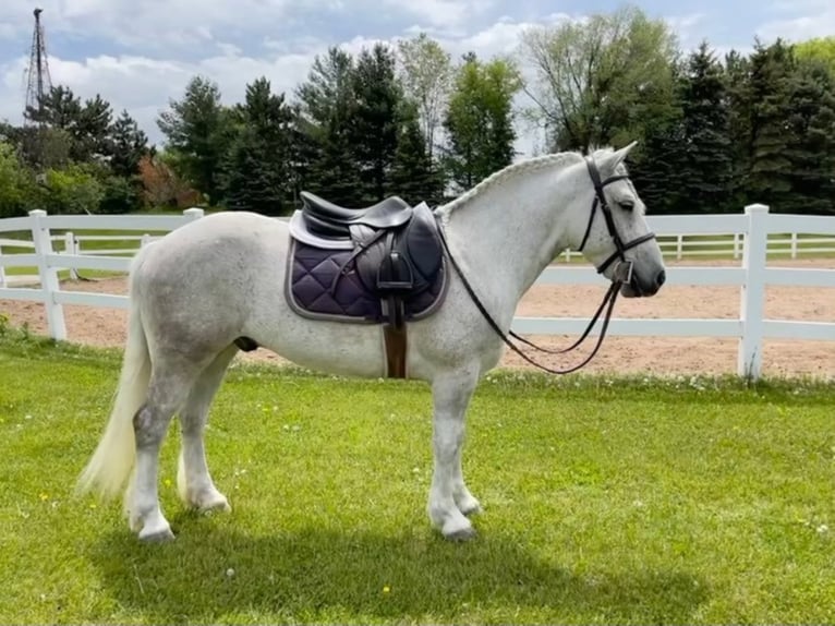 Cob Irlandese / Tinker / Gypsy Vanner Castrone 8 Anni Grigio pezzato in Stillwater MN