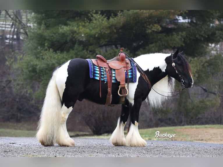 Cob Irlandese / Tinker / Gypsy Vanner Castrone 8 Anni Tobiano-tutti i colori in Millersburg