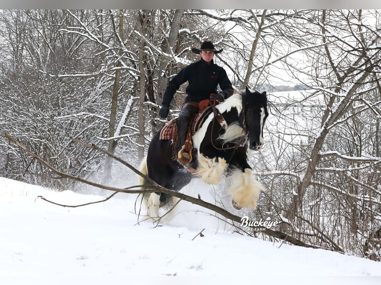 Cob Irlandese / Tinker / Gypsy Vanner Castrone 8 Anni Tobiano-tutti i colori in Millersburg