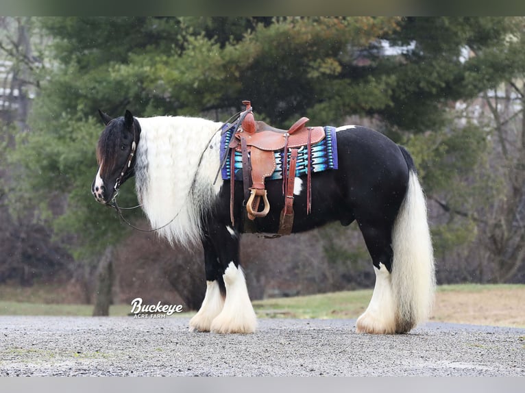 Cob Irlandese / Tinker / Gypsy Vanner Castrone 8 Anni Tobiano-tutti i colori in Millersburg