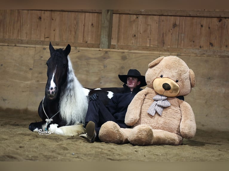 Cob Irlandese / Tinker / Gypsy Vanner Castrone 8 Anni Tobiano-tutti i colori in Millersburg