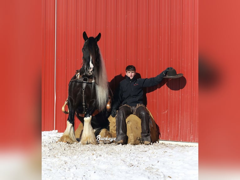 Cob Irlandese / Tinker / Gypsy Vanner Castrone 8 Anni Tobiano-tutti i colori in Millersburg