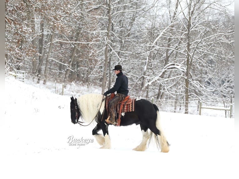 Cob Irlandese / Tinker / Gypsy Vanner Castrone 8 Anni Tobiano-tutti i colori in Millersburg