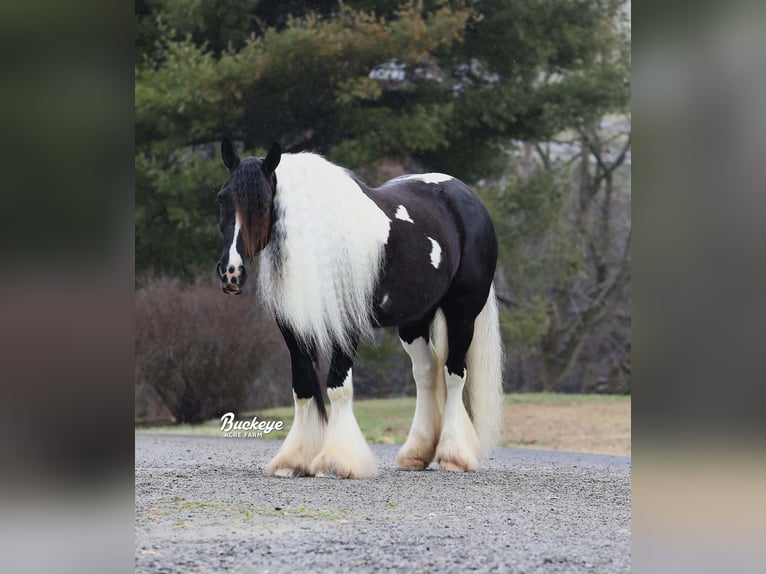 Cob Irlandese / Tinker / Gypsy Vanner Castrone 8 Anni Tobiano-tutti i colori in Millersburg