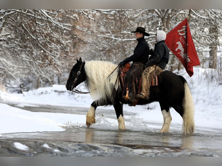 Cob Irlandese / Tinker / Gypsy Vanner Castrone 8 Anni Tobiano-tutti i colori in Millersburg