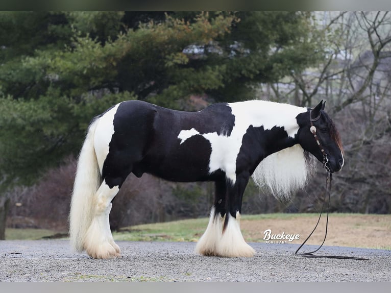 Cob Irlandese / Tinker / Gypsy Vanner Castrone 8 Anni Tobiano-tutti i colori in Millersburg