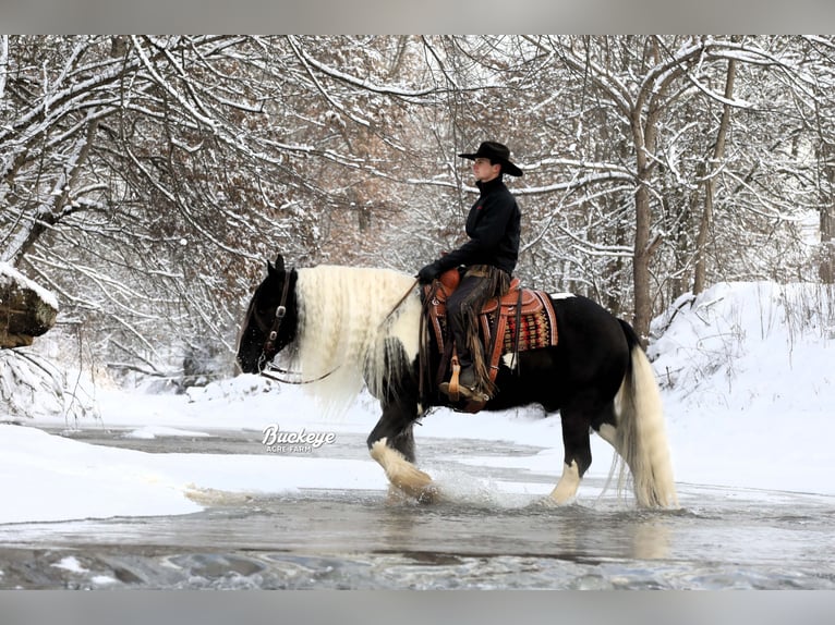 Cob Irlandese / Tinker / Gypsy Vanner Castrone 8 Anni Tobiano-tutti i colori in Millersburg