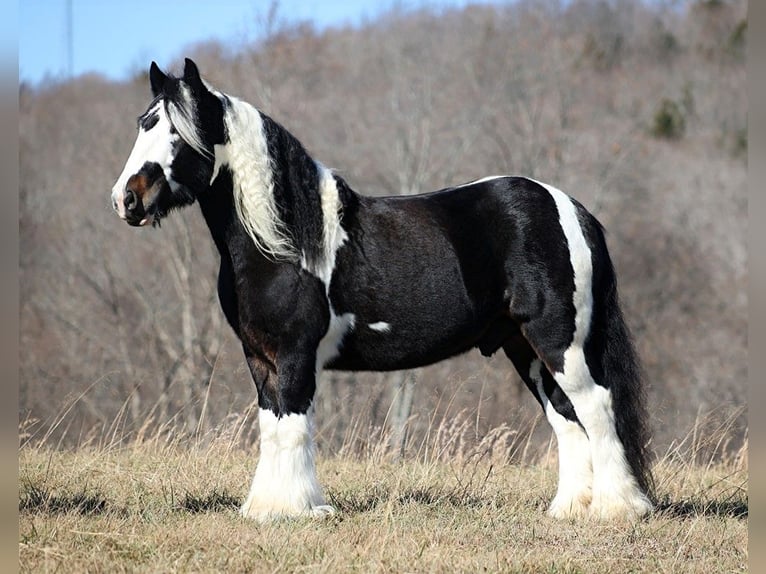 Cob Irlandese / Tinker / Gypsy Vanner Castrone 8 Anni Tobiano-tutti i colori in Mount Vernon KY