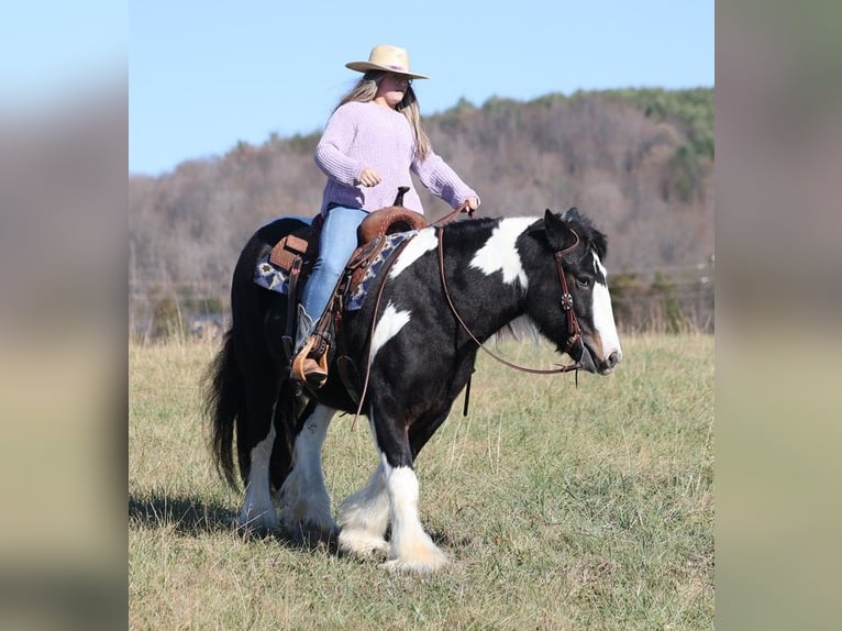 Cob Irlandese / Tinker / Gypsy Vanner Castrone 8 Anni Tobiano-tutti i colori in Mount Vernon KY