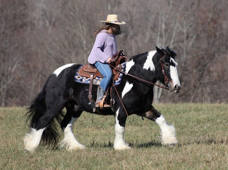 Cob Irlandese / Tinker / Gypsy Vanner Castrone 8 Anni Tobiano-tutti i colori in Mount Vernon KY