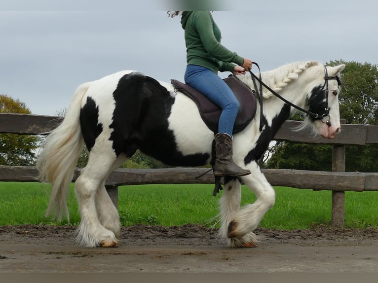 Cob Irlandese / Tinker / Gypsy Vanner Castrone 9 Anni 128 cm Pezzato in Lathen