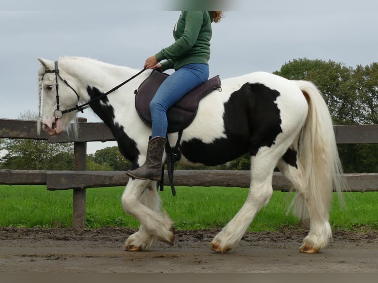 Cob Irlandese / Tinker / Gypsy Vanner Castrone 9 Anni 128 cm Pezzato in Lathen