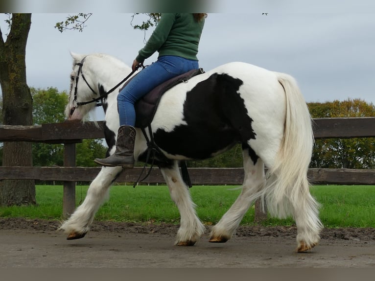 Cob Irlandese / Tinker / Gypsy Vanner Castrone 9 Anni 128 cm Pezzato in Lathen