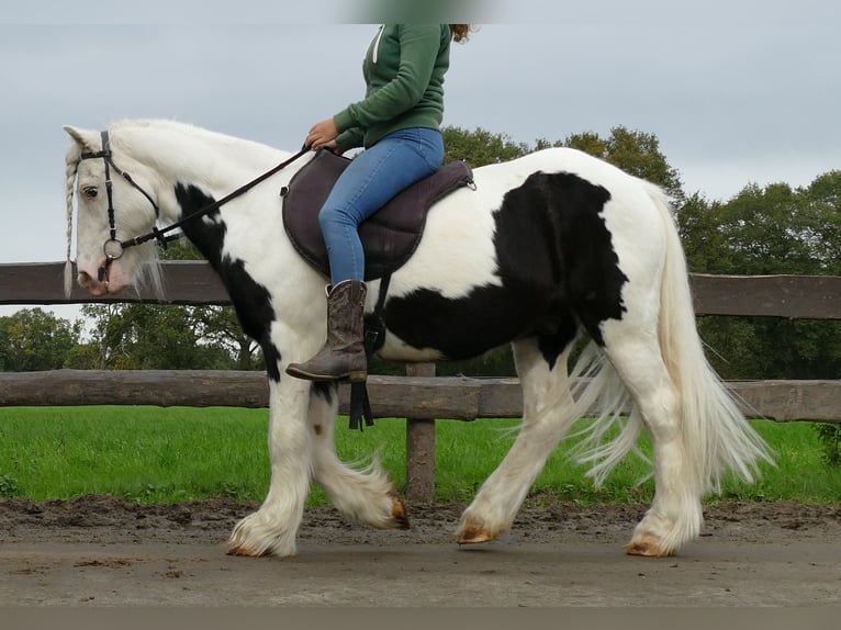 Cob Irlandese / Tinker / Gypsy Vanner Castrone 9 Anni 128 cm Pezzato in Lathen