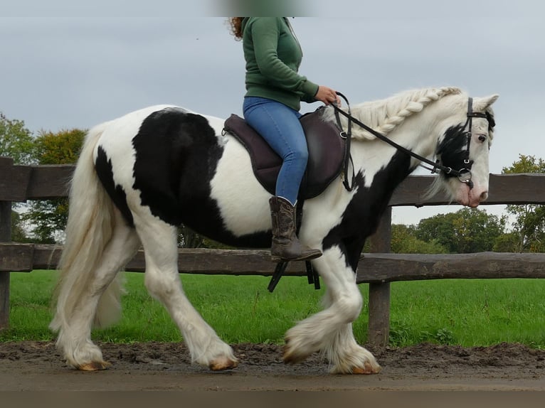 Cob Irlandese / Tinker / Gypsy Vanner Castrone 9 Anni 128 cm Pezzato in Lathen