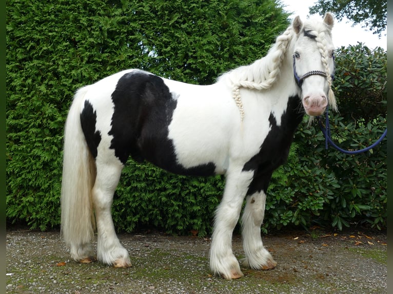 Cob Irlandese / Tinker / Gypsy Vanner Castrone 9 Anni 128 cm Pezzato in Lathen