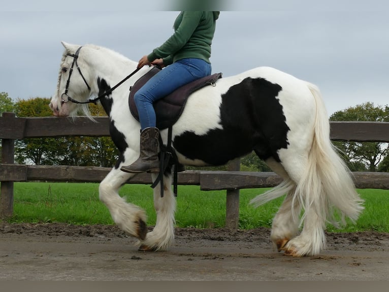 Cob Irlandese / Tinker / Gypsy Vanner Castrone 9 Anni 128 cm Pezzato in Lathen