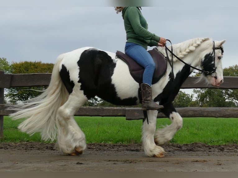 Cob Irlandese / Tinker / Gypsy Vanner Castrone 9 Anni 128 cm Pezzato in Lathen