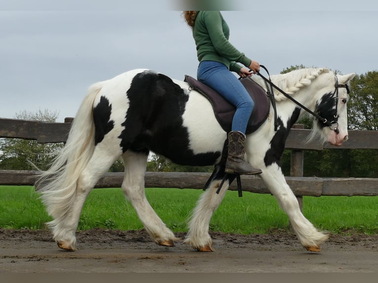 Cob Irlandese / Tinker / Gypsy Vanner Castrone 9 Anni 128 cm Pezzato in Lathen