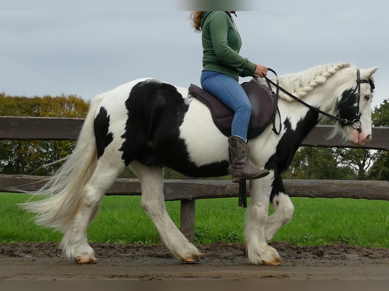 Cob Irlandese / Tinker / Gypsy Vanner Castrone 9 Anni 128 cm Pezzato in Lathen