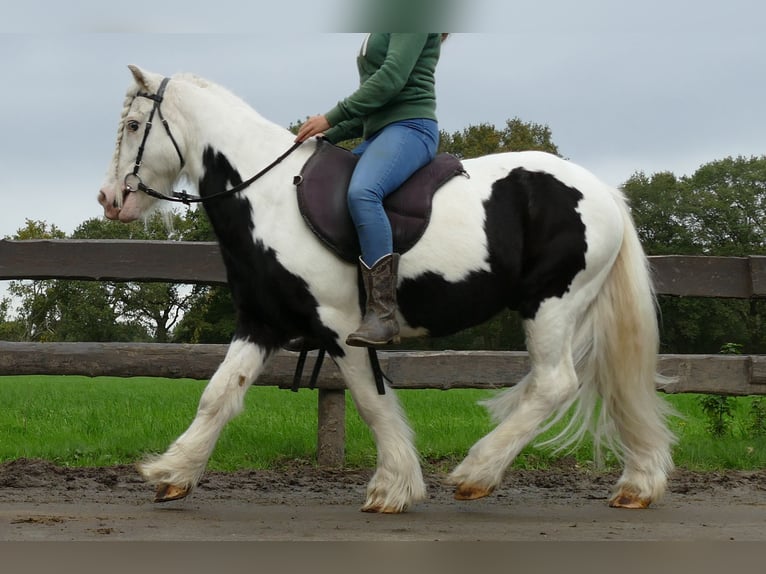 Cob Irlandese / Tinker / Gypsy Vanner Castrone 9 Anni 128 cm Pezzato in Lathen