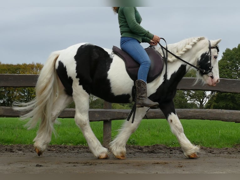 Cob Irlandese / Tinker / Gypsy Vanner Castrone 9 Anni 128 cm Pezzato in Lathen