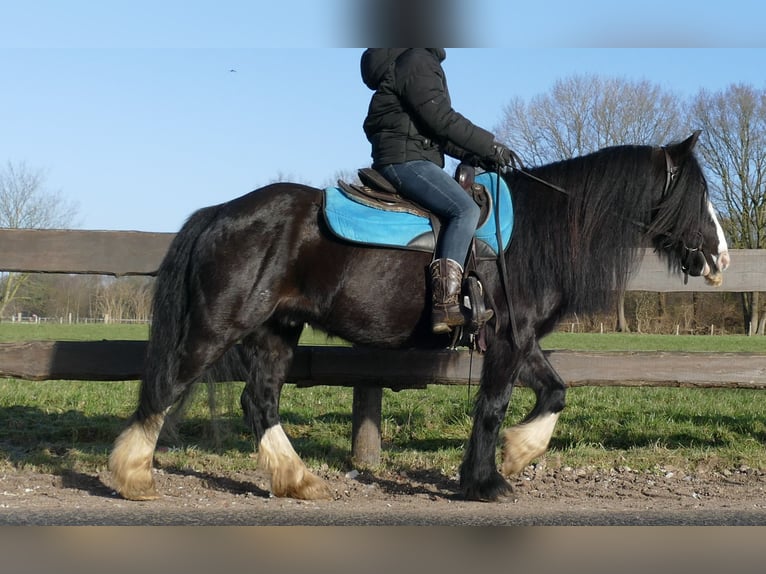 Cob Irlandese / Tinker / Gypsy Vanner Castrone 9 Anni 136 cm Morello in Lathen