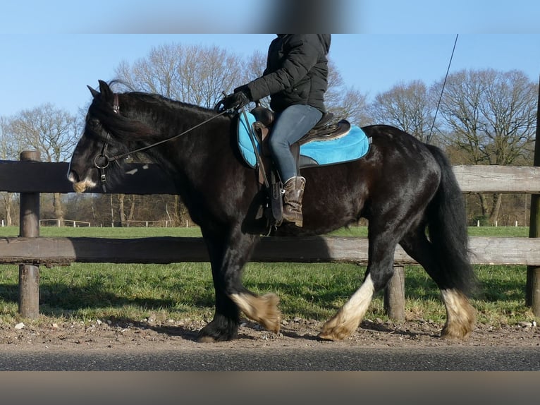 Cob Irlandese / Tinker / Gypsy Vanner Castrone 9 Anni 136 cm Morello in Lathen