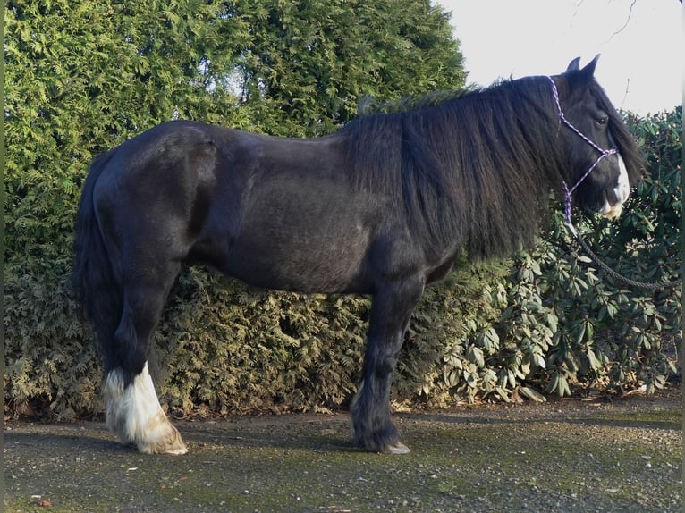 Cob Irlandese / Tinker / Gypsy Vanner Castrone 9 Anni 136 cm Morello in Lathen