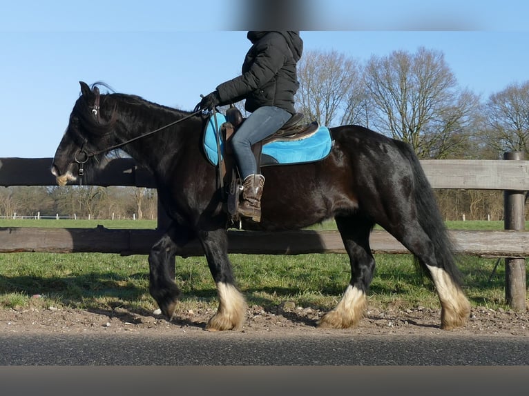 Cob Irlandese / Tinker / Gypsy Vanner Castrone 9 Anni 136 cm Morello in Lathen