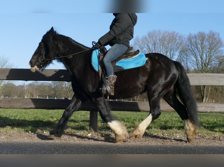 Cob Irlandese / Tinker / Gypsy Vanner Castrone 9 Anni 136 cm Morello in Lathen