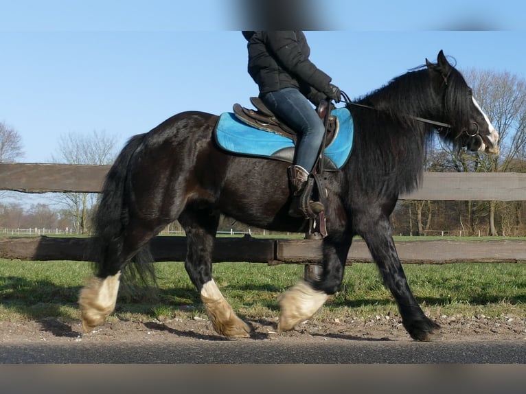 Cob Irlandese / Tinker / Gypsy Vanner Castrone 9 Anni 136 cm Morello in Lathen