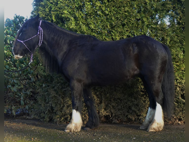 Cob Irlandese / Tinker / Gypsy Vanner Castrone 9 Anni 136 cm Morello in Lathen