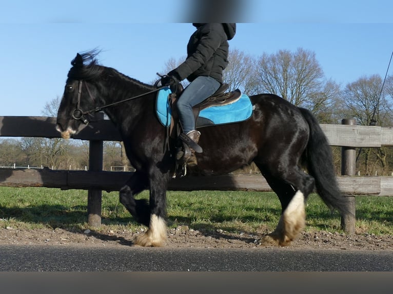 Cob Irlandese / Tinker / Gypsy Vanner Castrone 9 Anni 136 cm Morello in Lathen