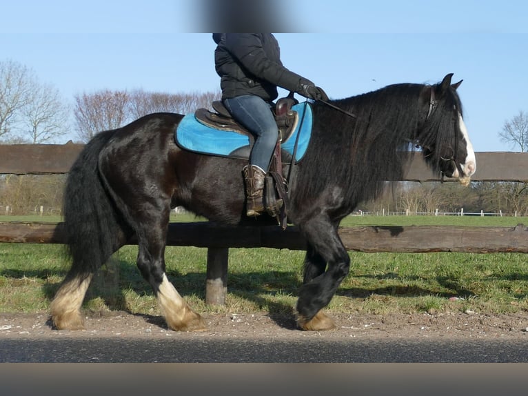 Cob Irlandese / Tinker / Gypsy Vanner Castrone 9 Anni 136 cm Morello in Lathen