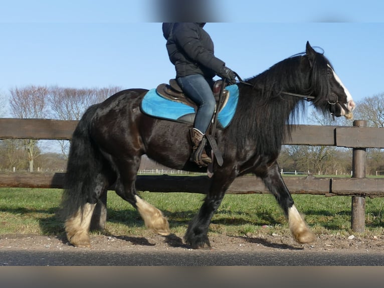 Cob Irlandese / Tinker / Gypsy Vanner Castrone 9 Anni 136 cm Morello in Lathen