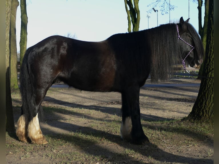 Cob Irlandese / Tinker / Gypsy Vanner Castrone 9 Anni 136 cm Morello in Lathen