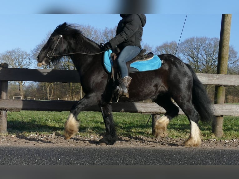 Cob Irlandese / Tinker / Gypsy Vanner Castrone 9 Anni 136 cm Morello in Lathen