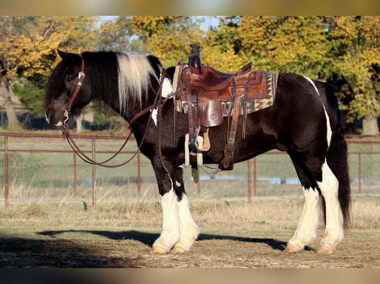 Cob Irlandese / Tinker / Gypsy Vanner Castrone 9 Anni 140 cm Tobiano-tutti i colori in Joshua TX