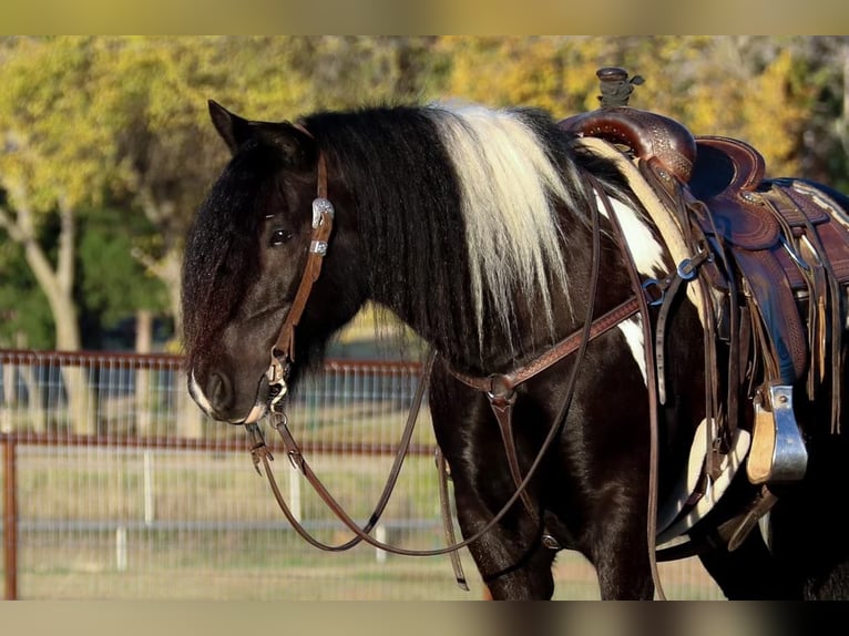 Cob Irlandese / Tinker / Gypsy Vanner Castrone 9 Anni 140 cm Tobiano-tutti i colori in Joshua TX