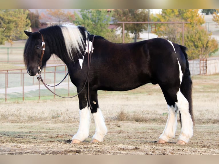 Cob Irlandese / Tinker / Gypsy Vanner Castrone 9 Anni 140 cm Tobiano-tutti i colori in Joshua TX