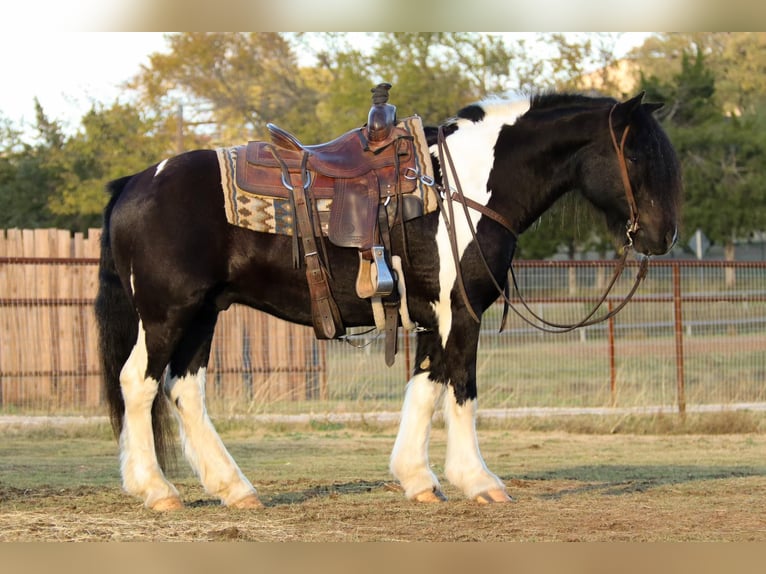 Cob Irlandese / Tinker / Gypsy Vanner Castrone 9 Anni 140 cm Tobiano-tutti i colori in Joshua TX