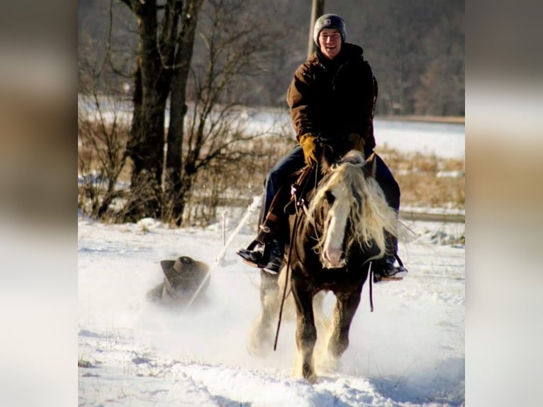 Cob Irlandese / Tinker / Gypsy Vanner Castrone 9 Anni 142 cm Grigio pezzato in Phoenix