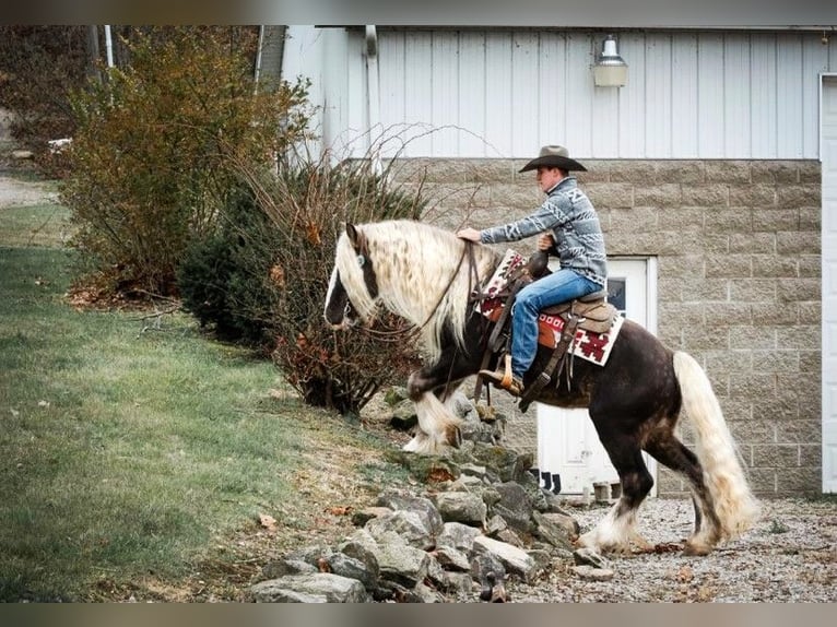 Cob Irlandese / Tinker / Gypsy Vanner Castrone 9 Anni 142 cm Grigio pezzato in Phoenix