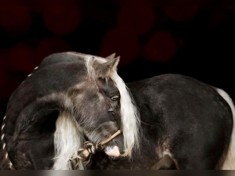 Cob Irlandese / Tinker / Gypsy Vanner Castrone 9 Anni 142 cm Grigio pezzato in Phoenix