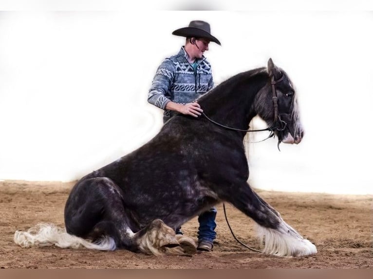 Cob Irlandese / Tinker / Gypsy Vanner Castrone 9 Anni 142 cm Grigio pezzato in Phoenix