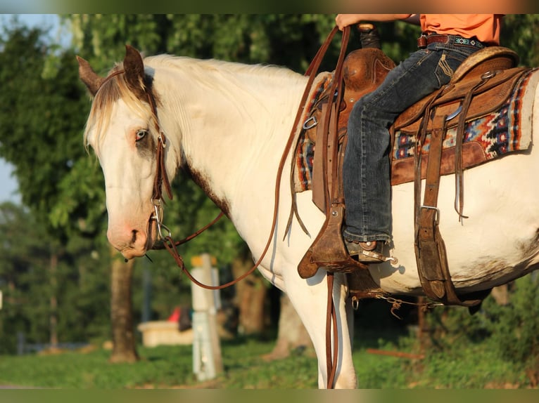 Cob Irlandese / Tinker / Gypsy Vanner Castrone 9 Anni 142 cm Sauro scuro in Cleveland TN