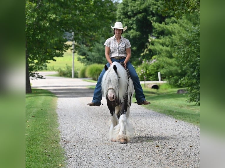 Cob Irlandese / Tinker / Gypsy Vanner Castrone 9 Anni 142 cm Tobiano-tutti i colori in Winslow